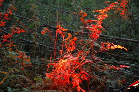 fire light