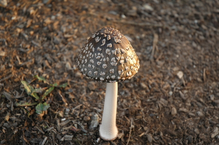 morel