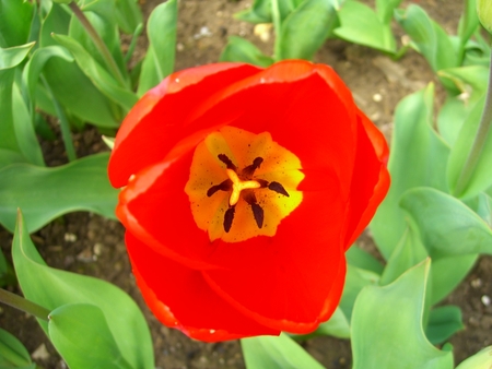 tulip