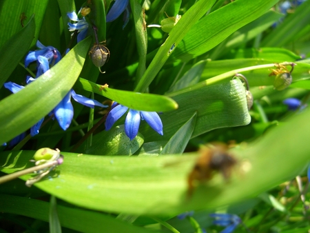 scilla ?