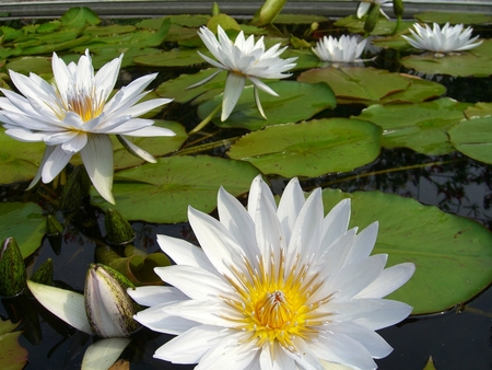 water lily