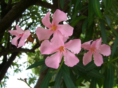 oleander