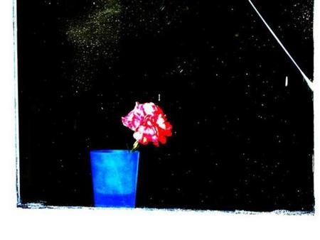 Carnation In Plastic Glass