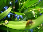 scilla ?