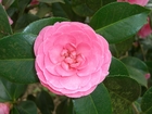 camelia