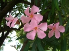 oleander