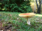 fly agaric